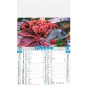 IL3113 pesce 2021